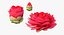 Garden Flower Camellia Red