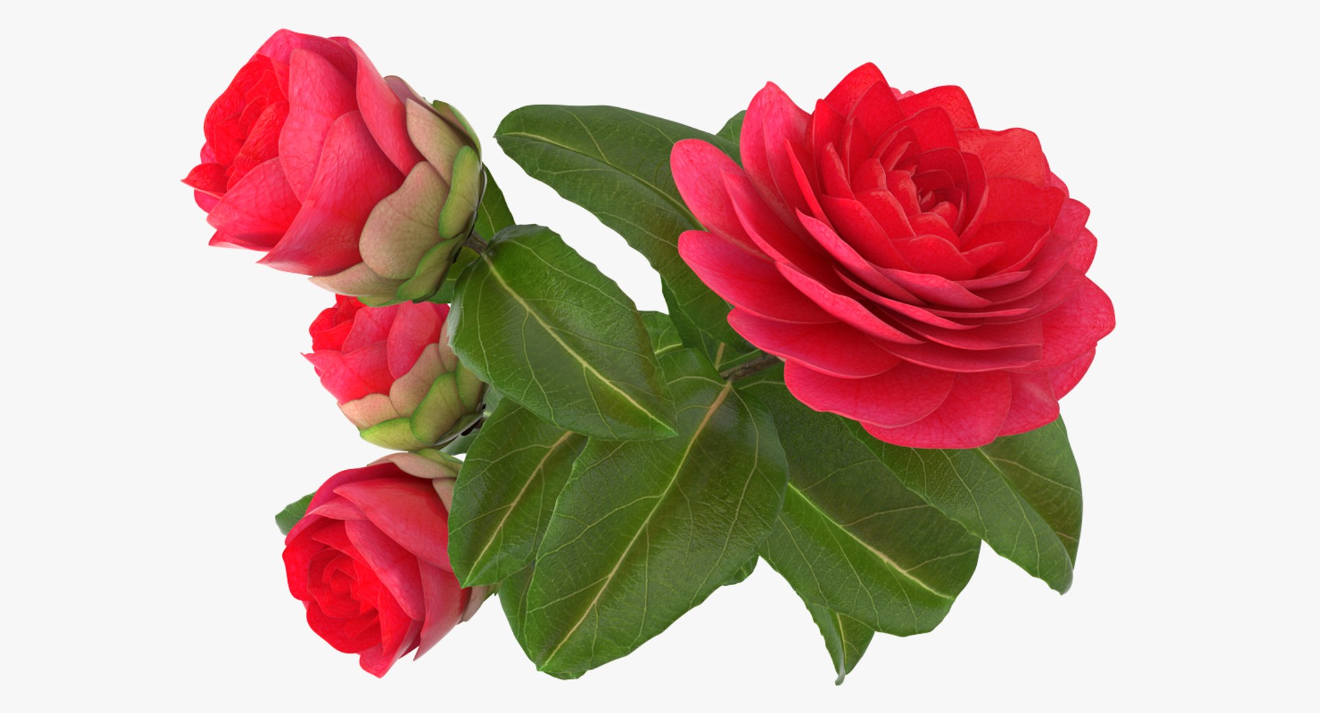 garden flower camellia red 3D model https://p.turbosquid.com/ts-thumb/oc/L2o6nS/grhjHQGg/gardenflowercamelliaredc4dmodel006/jpg/1525586645/1920x1080/fit_q87/fbecfca23222d269664e66c38be4f015fd09c1cd/gardenflowercamelliaredc4dmodel006.jpg