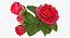 Garden Flower Camellia Red