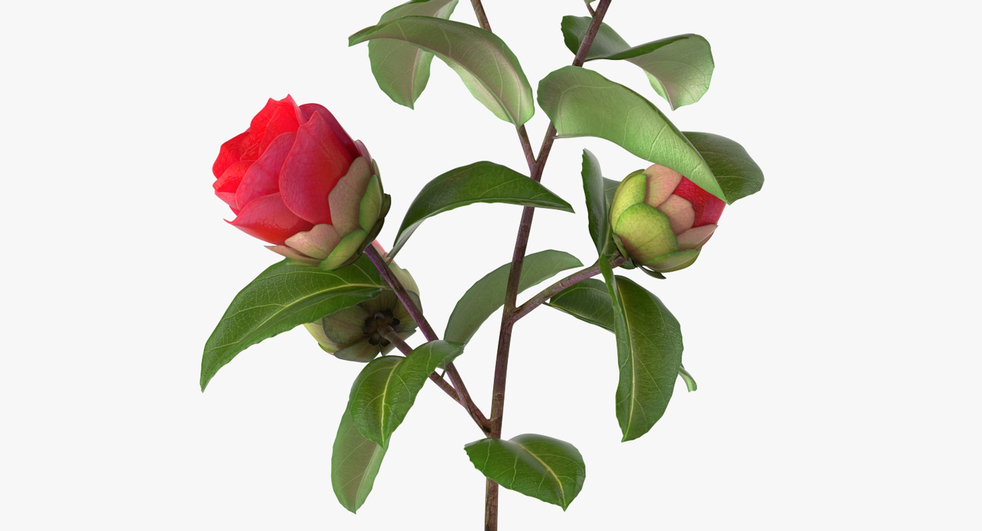 garden flower camellia red 3D model https://p.turbosquid.com/ts-thumb/oc/L2o6nS/kFwyOf0J/gardenflowercamelliaredc4dmodel007/jpg/1525586650/1920x1080/fit_q87/831d8420d8f61ab57952626701f61ab4a1dd9ec6/gardenflowercamelliaredc4dmodel007.jpg