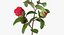 Garden Flower Camellia Red
