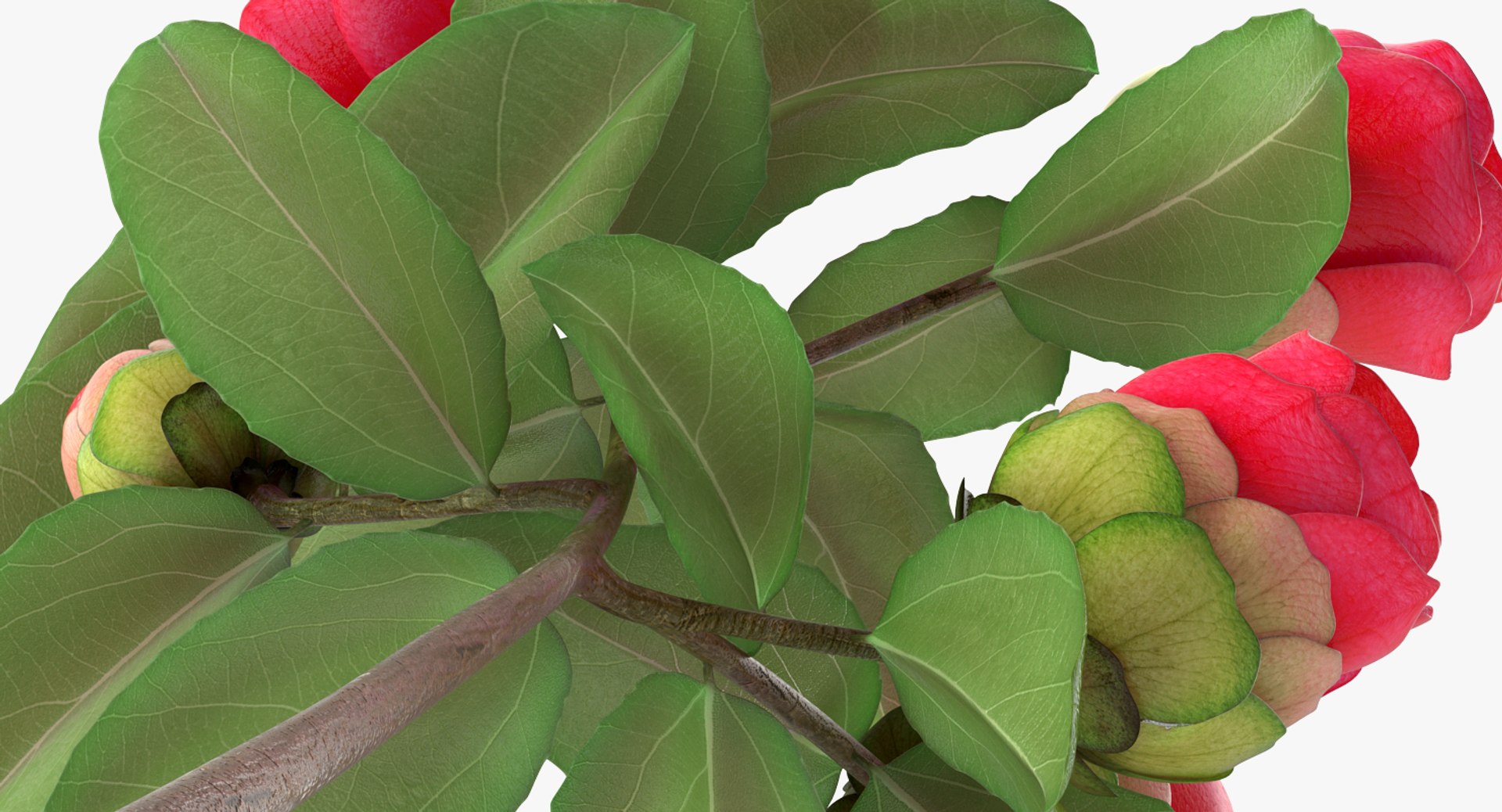 garden flower camellia red 3D model https://p.turbosquid.com/ts-thumb/oc/L2o6nS/n7igKpxO/gardenflowercamelliaredc4dmodel010/jpg/1525586664/1920x1080/fit_q87/37de9fb66930375b4a62d3135ebe3999d872abed/gardenflowercamelliaredc4dmodel010.jpg