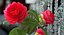 Garden Flower Camellia Red
