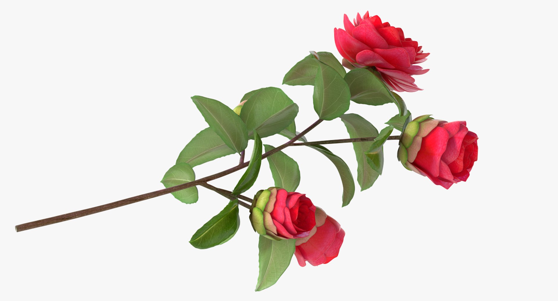 garden flower camellia red 3D model https://p.turbosquid.com/ts-thumb/oc/L2o6nS/rKlnyX4W/gardenflowercamelliaredc4dmodel005/jpg/1525586642/1920x1080/fit_q87/8e735ea1fe6b9fc9a4f55f77865602cee8b23076/gardenflowercamelliaredc4dmodel005.jpg