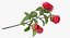 Garden Flower Camellia Red