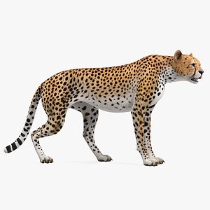 Cheetah Rigged for Maya