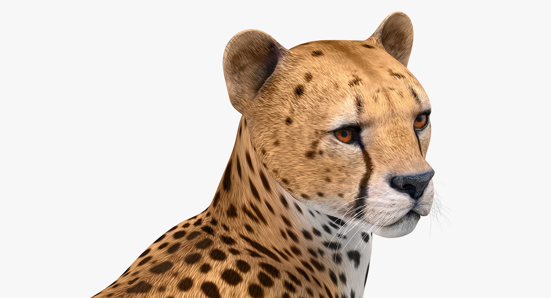 Cheetah Rigged 3D Model - TurboSquid 1479186