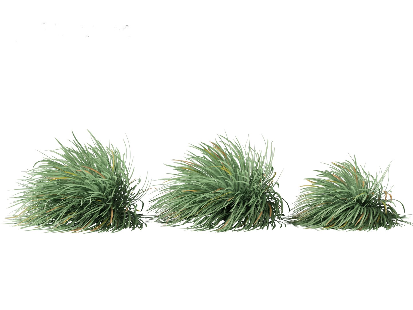 3D Ophiopogon Japonicus - Mondo Grass - TurboSquid 2147604