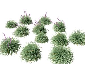 3D Ophiopogon japonicus - Mondo grass