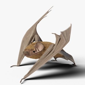 Bat - Common noctule Animated 3D model