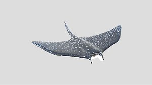 manta ray 