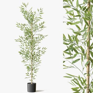 Plant 1295 3D model