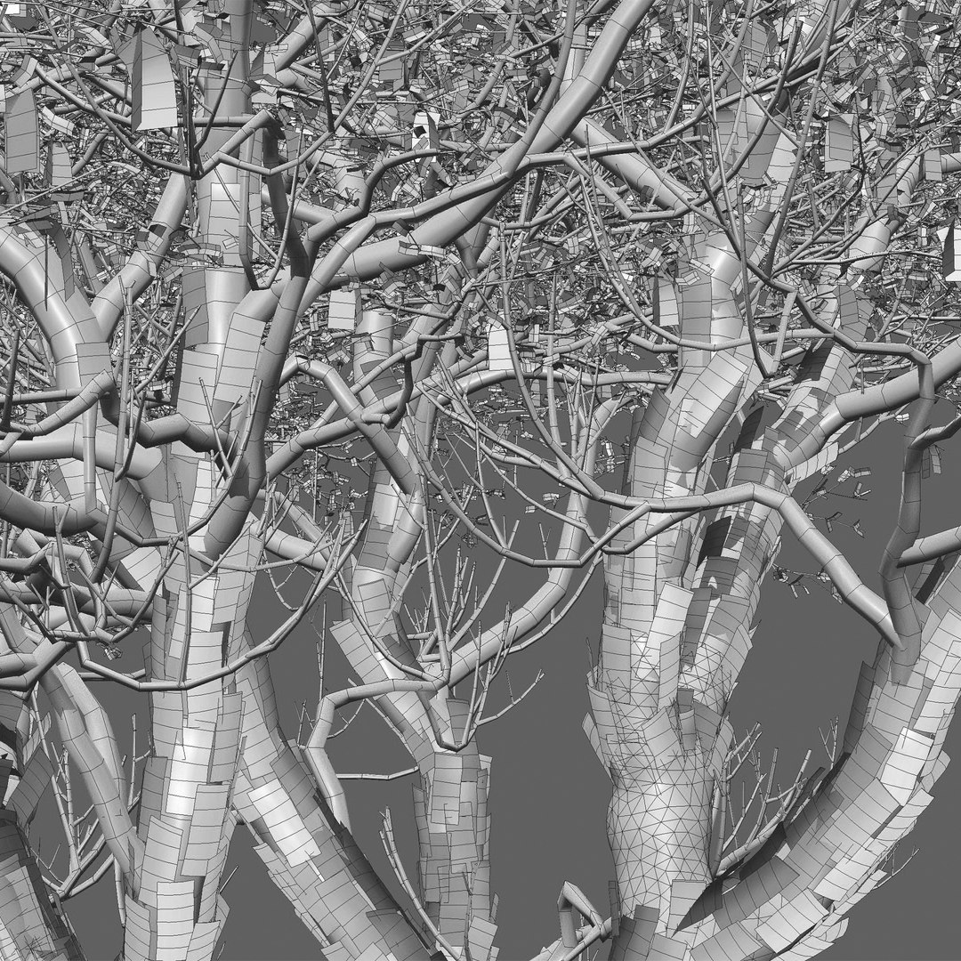 3D Model Vachellia Erioloba - Camel Thorn 02 - TurboSquid 2292130