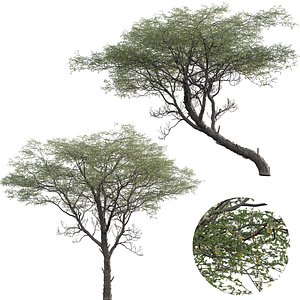 3D model Vachellia erioloba - Camel thorn 02