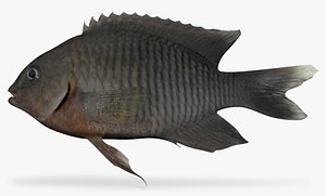dusky damselfish 3d model