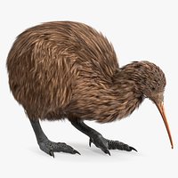 Kiwi Bird Rigged for Cinema 4D
