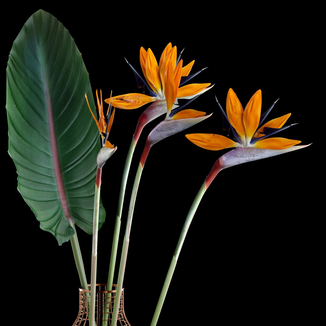 realistic strilicia flowers grid 3d model https://p.turbosquid.com/ts-thumb/od/OCTezl/zcBUngcb/d1/jpg/1487074944/1920x1080/fit_q87/e271dc6062828d35d5175521210fabbc4549026c/d1.jpg