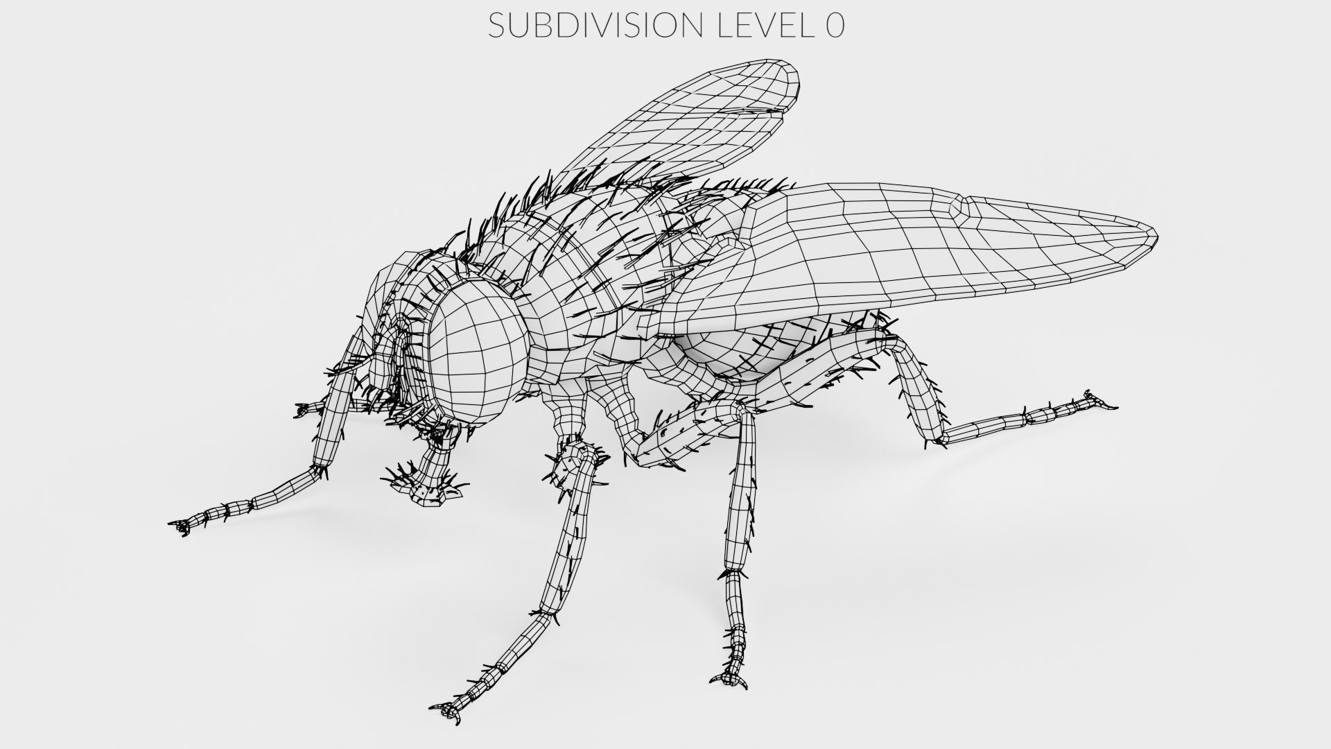3D Common Fly Rigged - TurboSquid 2228151