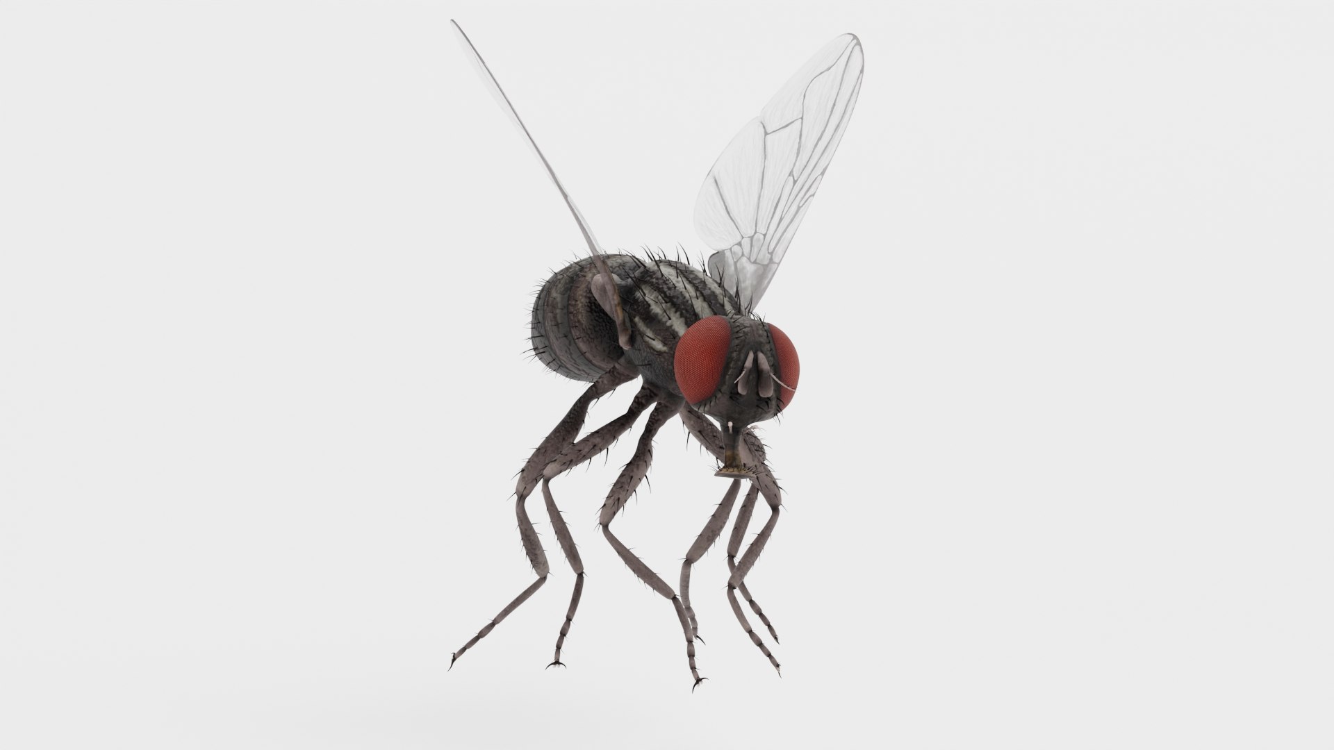 3D Common Fly Rigged - TurboSquid 2228151