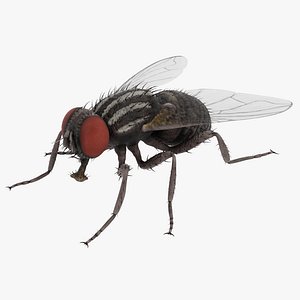 Common Fly Rigged