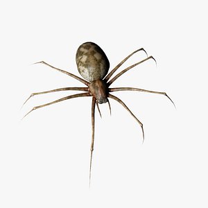 3d realistic spider model