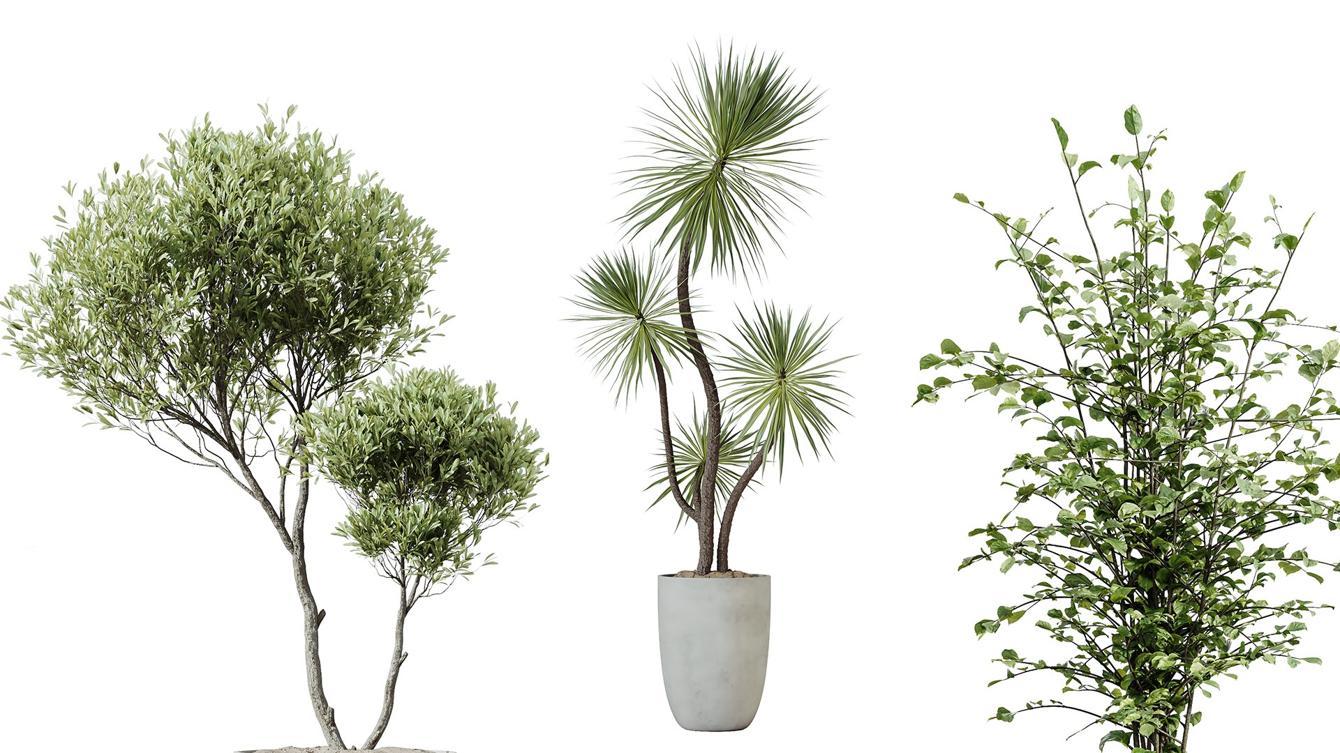 AV Indoor Plants Set 226 Mission Olive and Alnus Glutinosa Alder and Yucca Aloifolia Palm and Cunjev 3D model https://p.turbosquid.com/ts-thumb/od/VvYqrk/0j/04/png/1747734031/1920x1080/fit_q87/4ecf0769b393f6e71333edbd916508c13df1444d/04.jpg