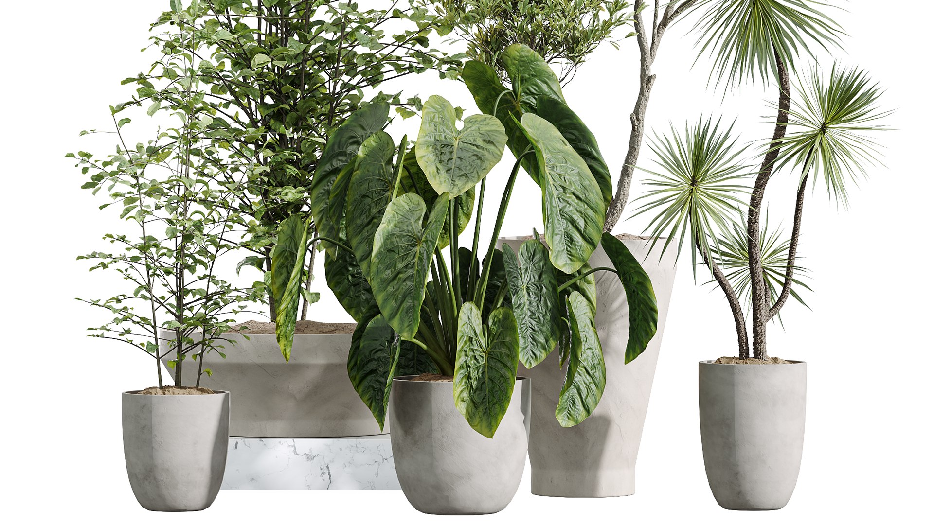 AV Indoor Plants Set 226 Mission Olive and Alnus Glutinosa Alder and Yucca Aloifolia Palm and Cunjev 3D model https://p.turbosquid.com/ts-thumb/od/VvYqrk/Ny/06/png/1747734032/1920x1080/fit_q87/1946634521c86d14a653fa81a1514840051a6e78/06.jpg
