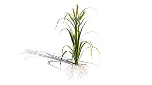 3D model 3D Tiger Nut Plant Pack