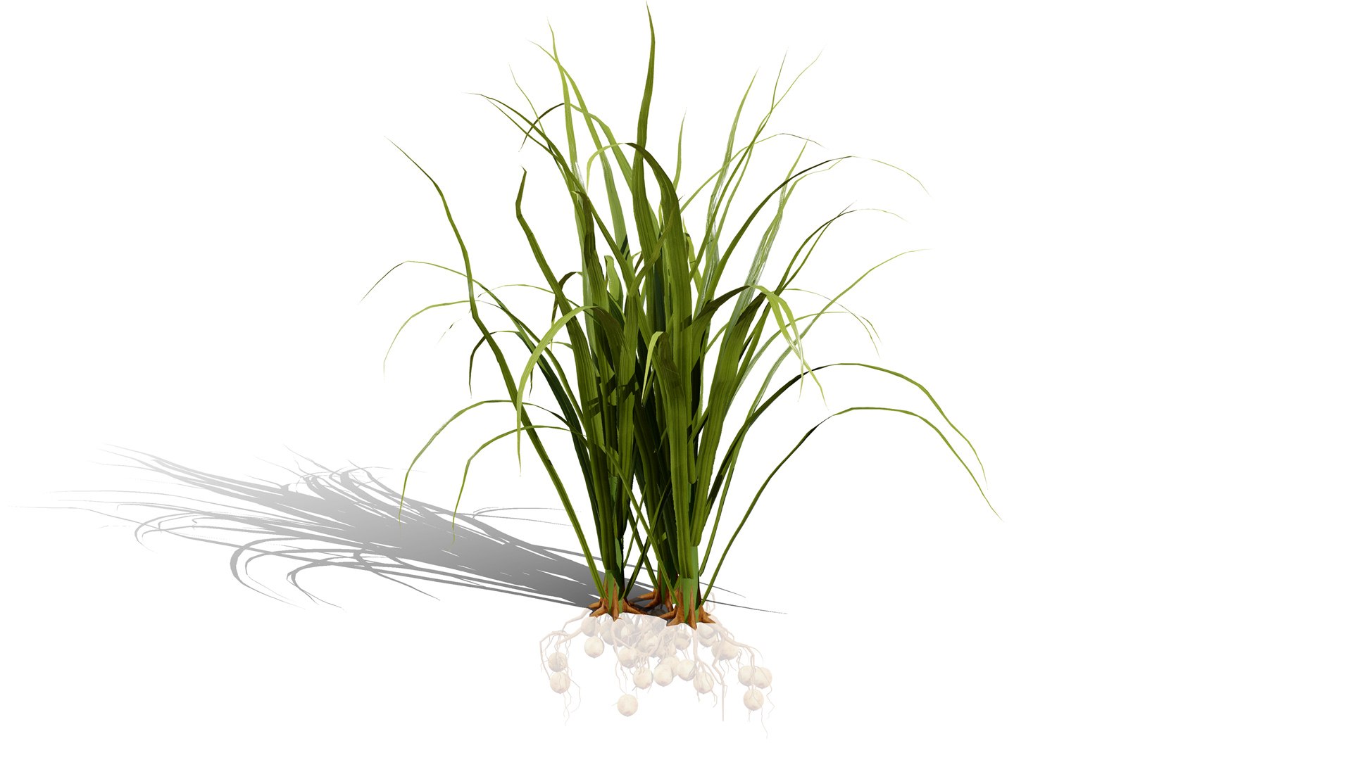 3D model 3D Tiger Nut Plant Pack https://p.turbosquid.com/ts-thumb/od/bWV5Zx/h6/01tigernutcyperusesculentusl/jpg/1785424119/1920x1080/fit_q87/743f4aaffdf40bafd35a9fb9b6e3ef6b55829e54/01tigernutcyperusesculentusl.jpg