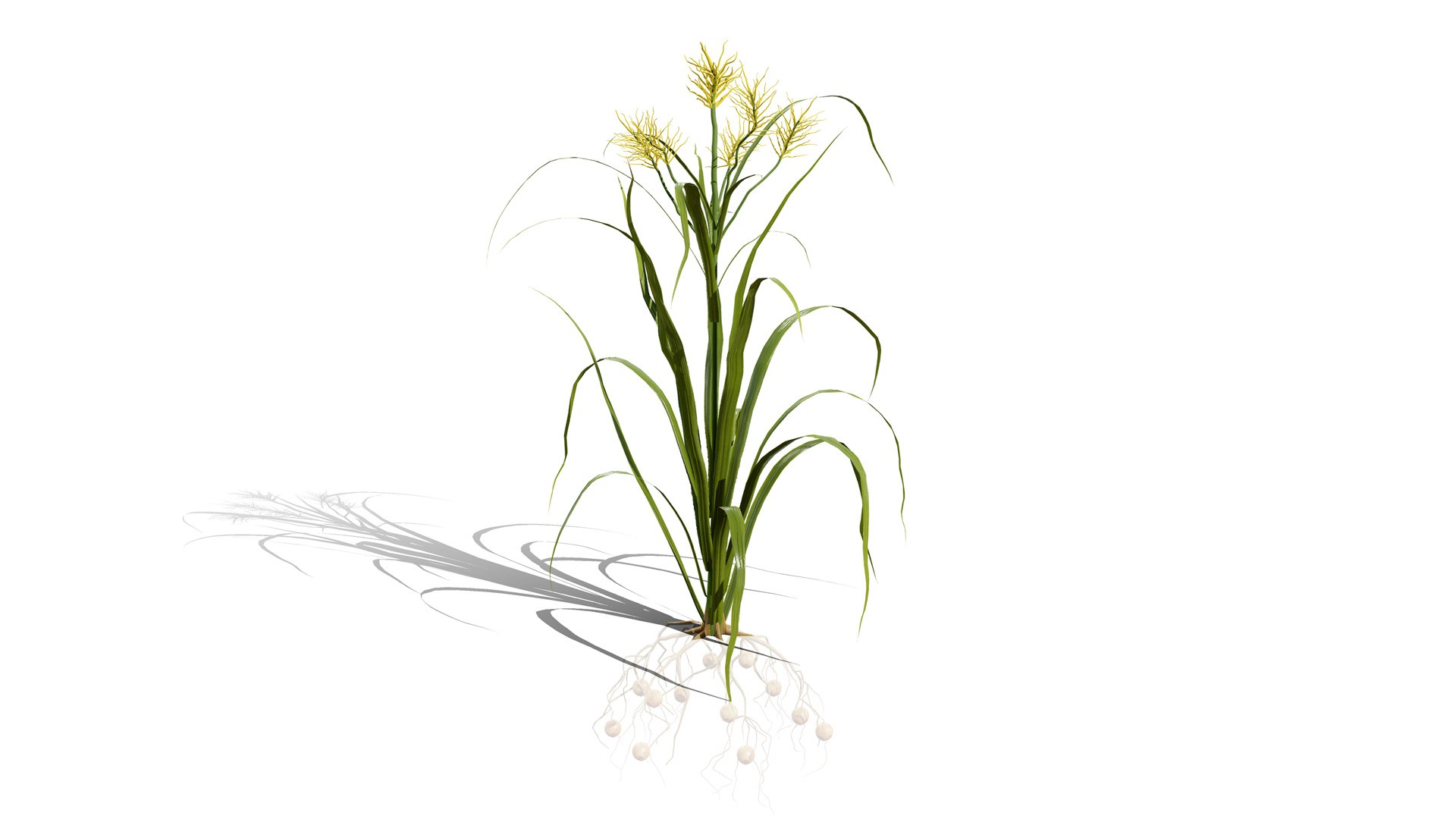 3D model 3D Tiger Nut Plant Pack https://p.turbosquid.com/ts-thumb/od/bWV5Zx/tA/02tigernutcyperusesculentusl/jpg/1785424122/1920x1080/fit_q87/12efc92ccac20ea6143eb3fe664eb1d9f02591c5/02tigernutcyperusesculentusl.jpg
