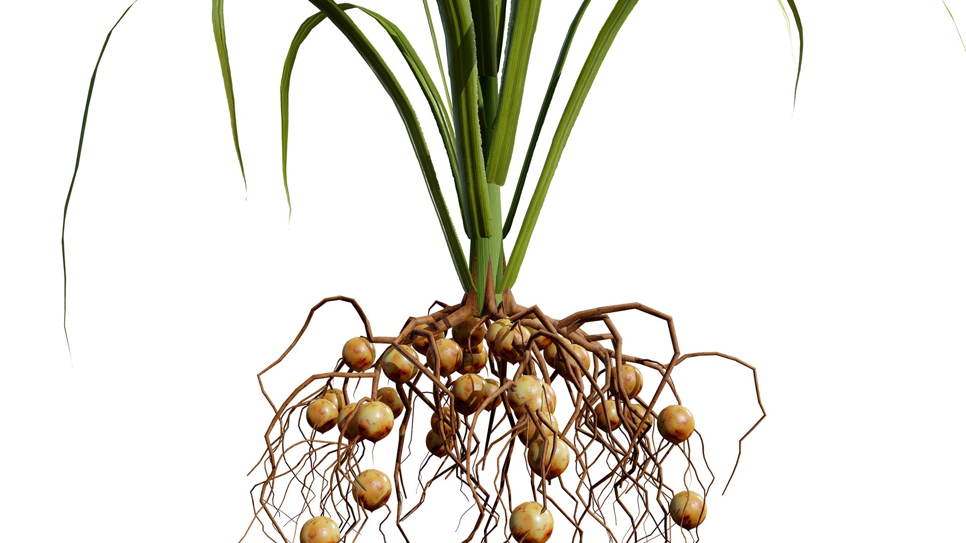 3D model 3D Tiger Nut Plant Pack https://p.turbosquid.com/ts-thumb/od/bWV5Zx/vD/03tigernutcyperusesculentusz32l/jpg/1785424137/1920x1080/fit_q87/44073ae0a798db40144eb4c5416ce5e2a641ba6c/03tigernutcyperusesculentusz32l.jpg