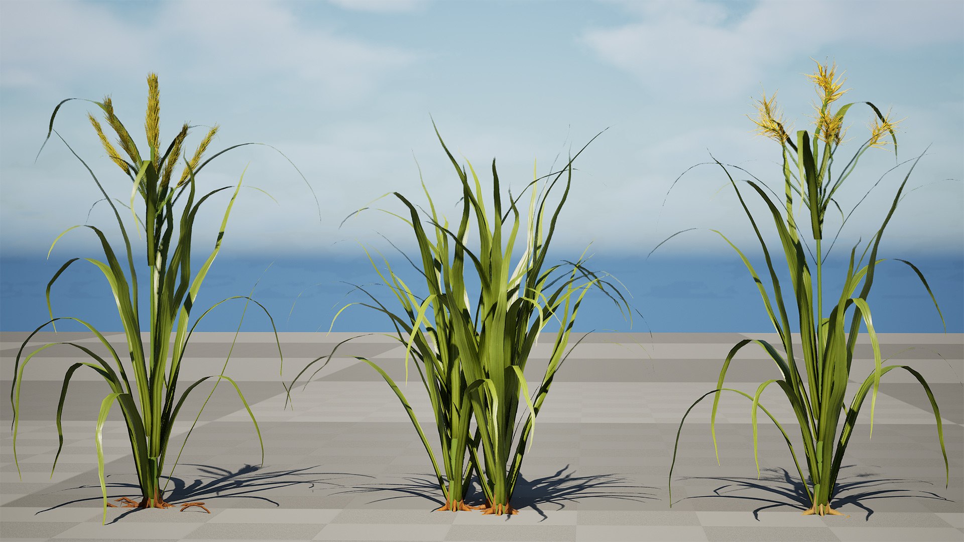 3D model 3D Tiger Nut Plant Pack https://p.turbosquid.com/ts-thumb/od/bWV5Zx/xE/highresscreenshot00000/jpg/1785424131/1920x1080/fit_q87/f9ef3f76eddca0877e3db5d2ed4ce2a966150a85/highresscreenshot00000.jpg