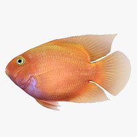 Blood Parrot Cichlid
