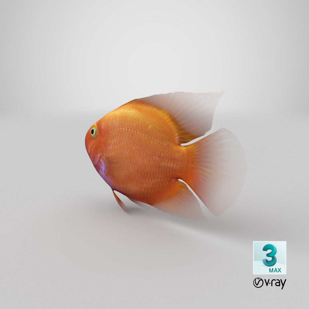 blood parrot cichlid scanline 3d model https://p.turbosquid.com/ts-thumb/od/fPJUTf/2ji9NVTb/stemcell_max_vray_render/png/1546907484/1920x1080/fit_q87/ef7dc97de5212cc6a9715929f33d4829ebb25308/stemcell_max_vray_render.jpg