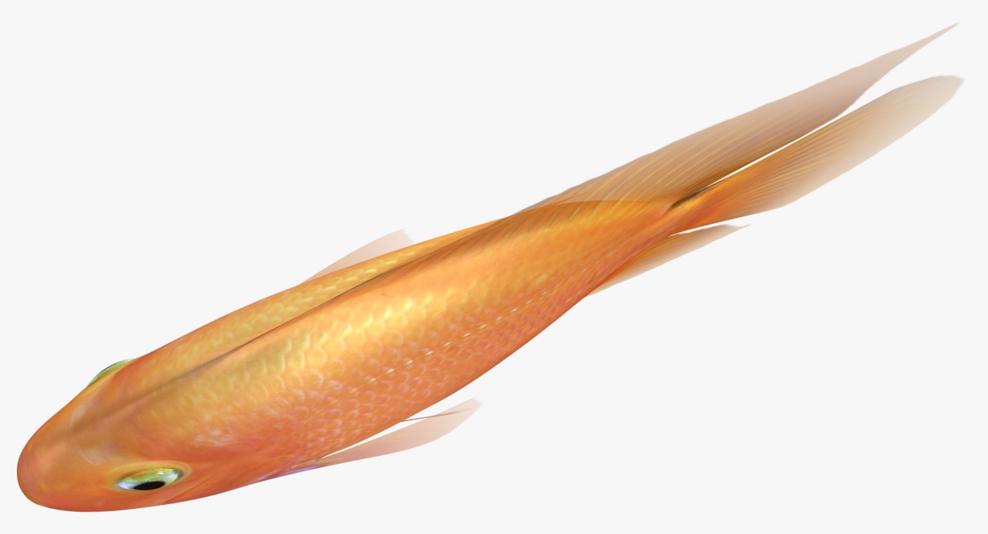 blood parrot cichlid scanline 3d model https://p.turbosquid.com/ts-thumb/od/fPJUTf/6gFAkvyc/ryukingoldfish_rr06/jpg/1527029454/1920x1080/fit_q87/d959bddffb9f92f376fbb716844849eb3a0b6403/ryukingoldfish_rr06.jpg