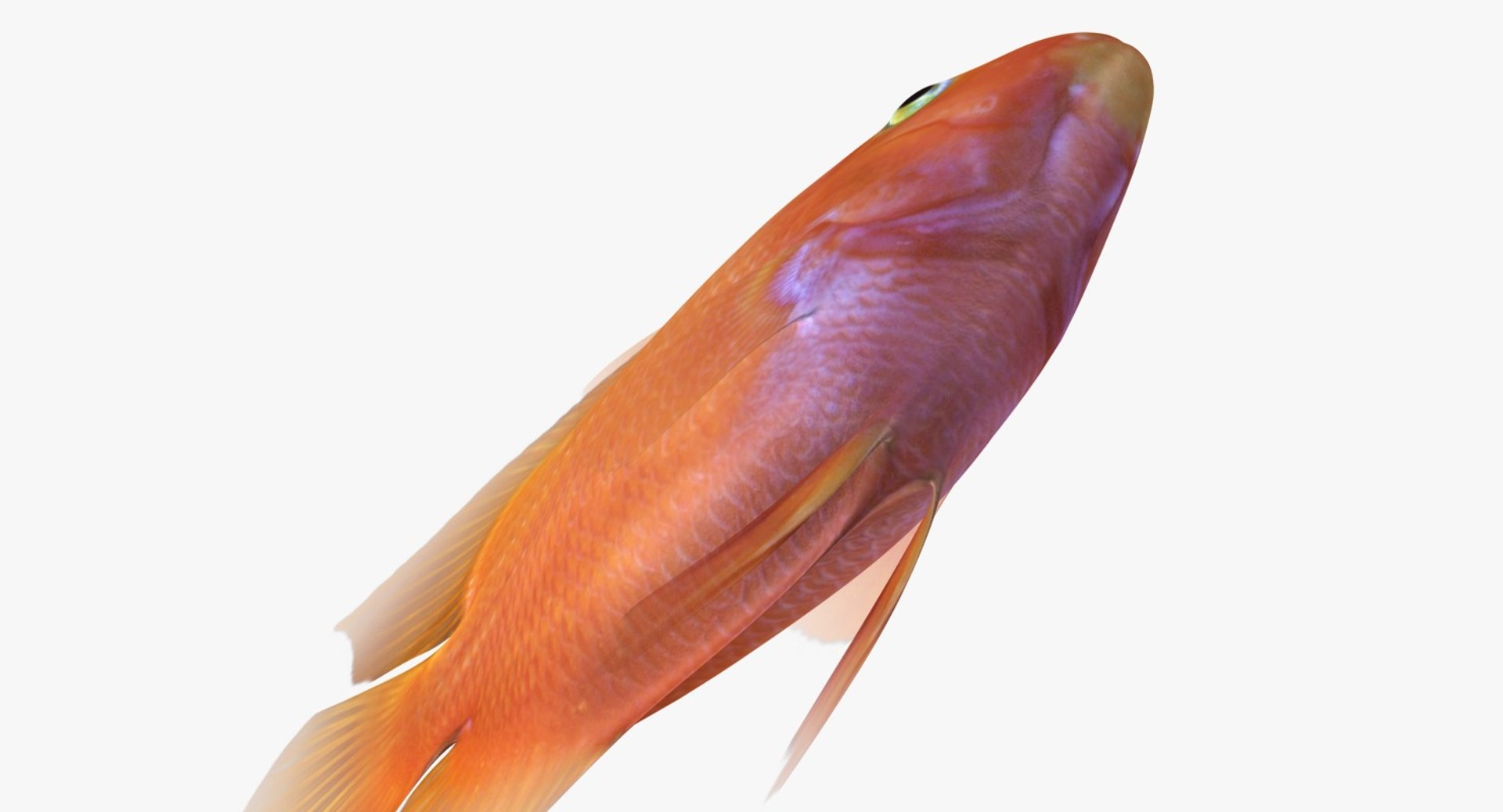 blood parrot cichlid scanline 3d model https://p.turbosquid.com/ts-thumb/od/fPJUTf/BdWewfkG/ryukingoldfish_rr07a/jpg/1527029454/1920x1080/fit_q87/a75214682b5f1fec5a47cf3efc081328ad560e43/ryukingoldfish_rr07a.jpg
