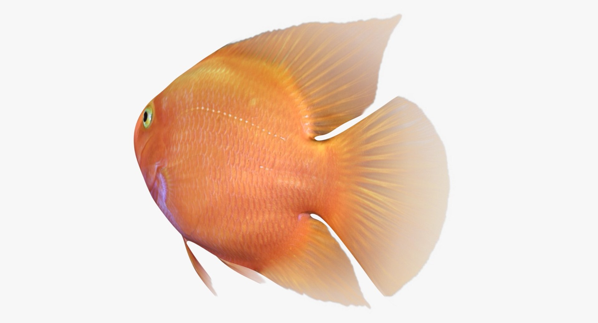 blood parrot cichlid scanline 3d model https://p.turbosquid.com/ts-thumb/od/fPJUTf/CENPmRwY/ryukingoldfish_rr14/jpg/1527029454/1920x1080/fit_q87/afceaf8a383cebee96e20ca2747dce583cf5e150/ryukingoldfish_rr14.jpg