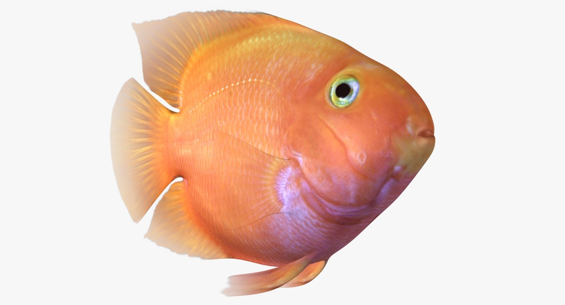 blood parrot cichlid scanline 3d model https://p.turbosquid.com/ts-thumb/od/fPJUTf/DxNllBCT/ryukingoldfish_rr11a/jpg/1527029454/1920x1080/fit_q87/e15bedd35f491edf5d349ae4309ea6014de54c2d/ryukingoldfish_rr11a.jpg