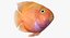 Blood Parrot Cichlid