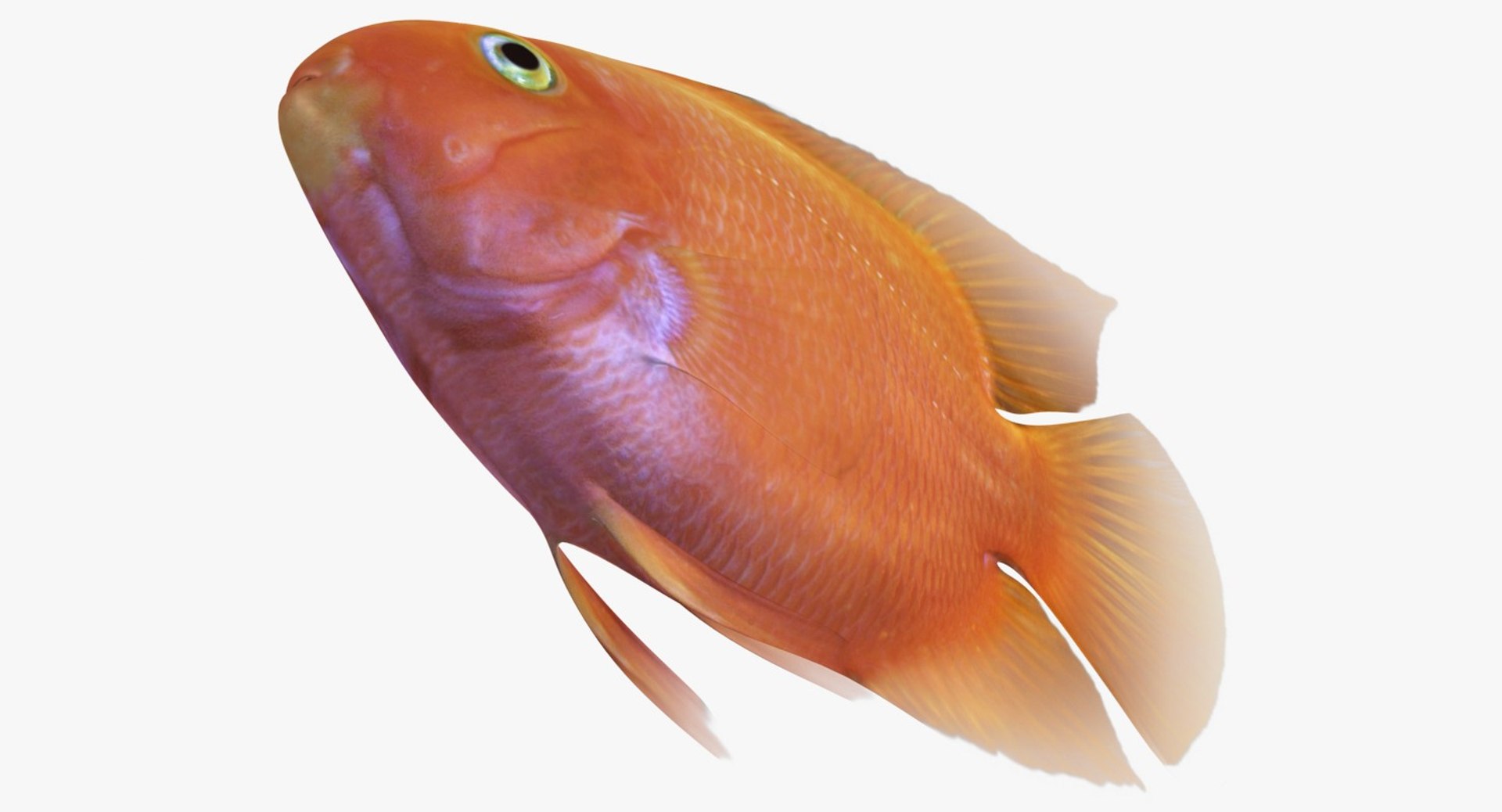 blood parrot cichlid scanline 3d model https://p.turbosquid.com/ts-thumb/od/fPJUTf/IaUT323i/ryukingoldfish_rr05/jpg/1527029453/1920x1080/fit_q87/8461876617edf823727049c3a7e3500d349c5f97/ryukingoldfish_rr05.jpg
