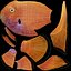 Blood Parrot Cichlid