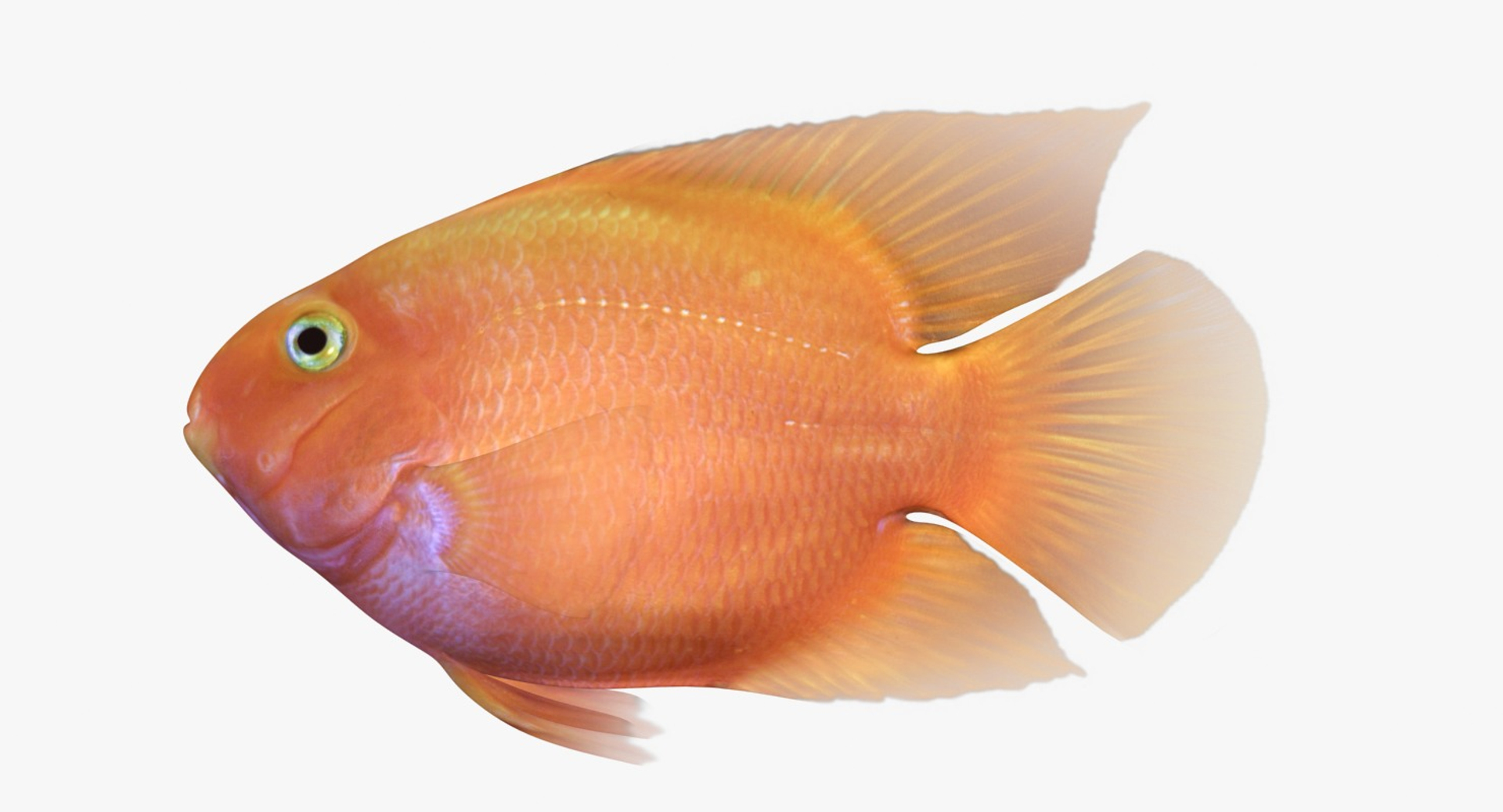 blood parrot cichlid scanline 3d model https://p.turbosquid.com/ts-thumb/od/fPJUTf/MMHvOT9Q/bloodparrotcichlid_diffusemap/jpg/1527029474/1920x1080/turn_fit_q99/43ca4623e2337427676e78dcf165da55748b8fdf/bloodparrotcichlid_diffusemap-1.jpg
