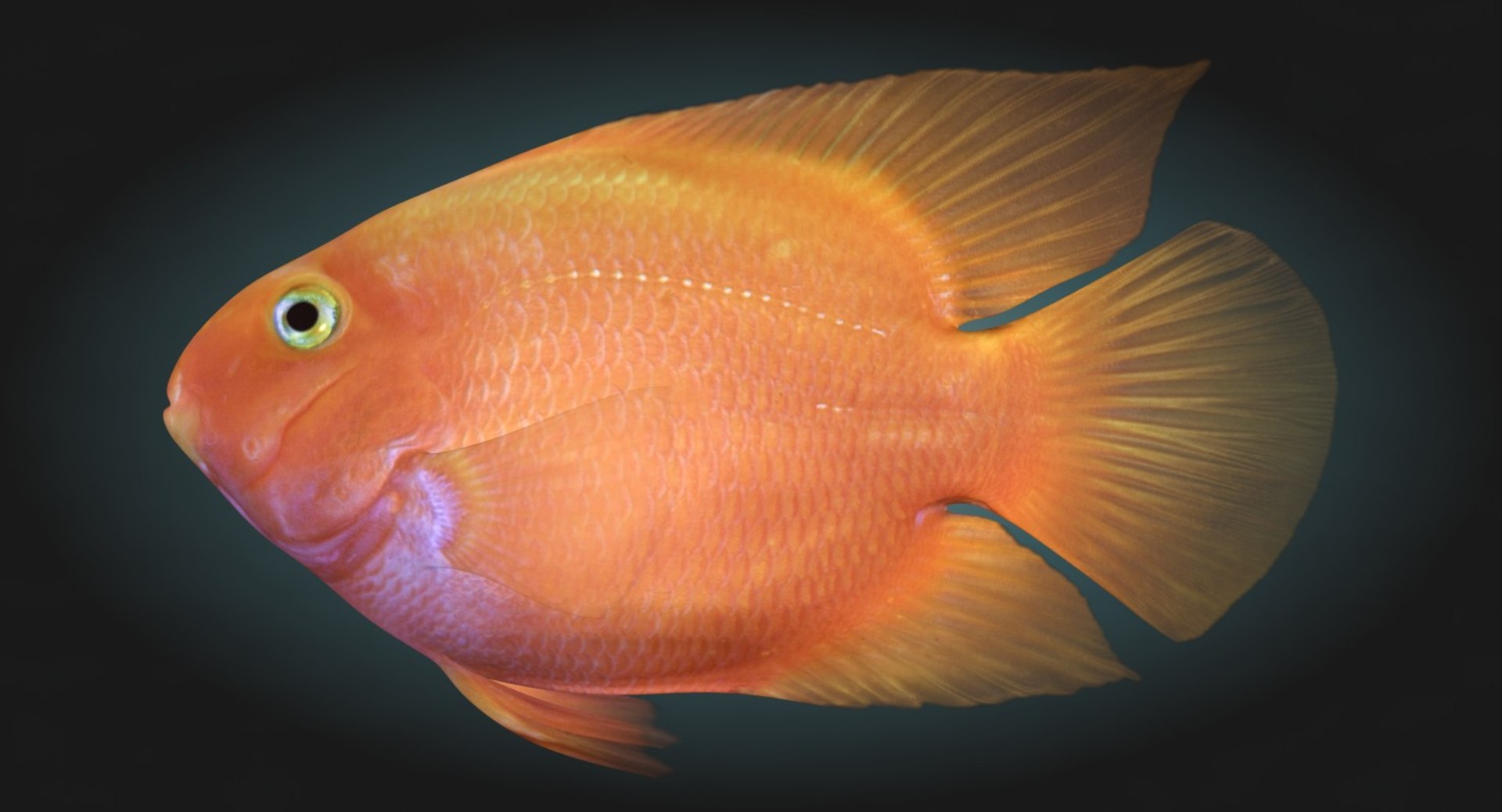 blood parrot cichlid scanline 3d model https://p.turbosquid.com/ts-thumb/od/fPJUTf/SVMtdmWa/ryukingoldfish_rr01_bb/jpg/1527029453/1920x1080/fit_q87/6608da07252f8112ef205f543e0361c40e6bc819/ryukingoldfish_rr01_bb.jpg