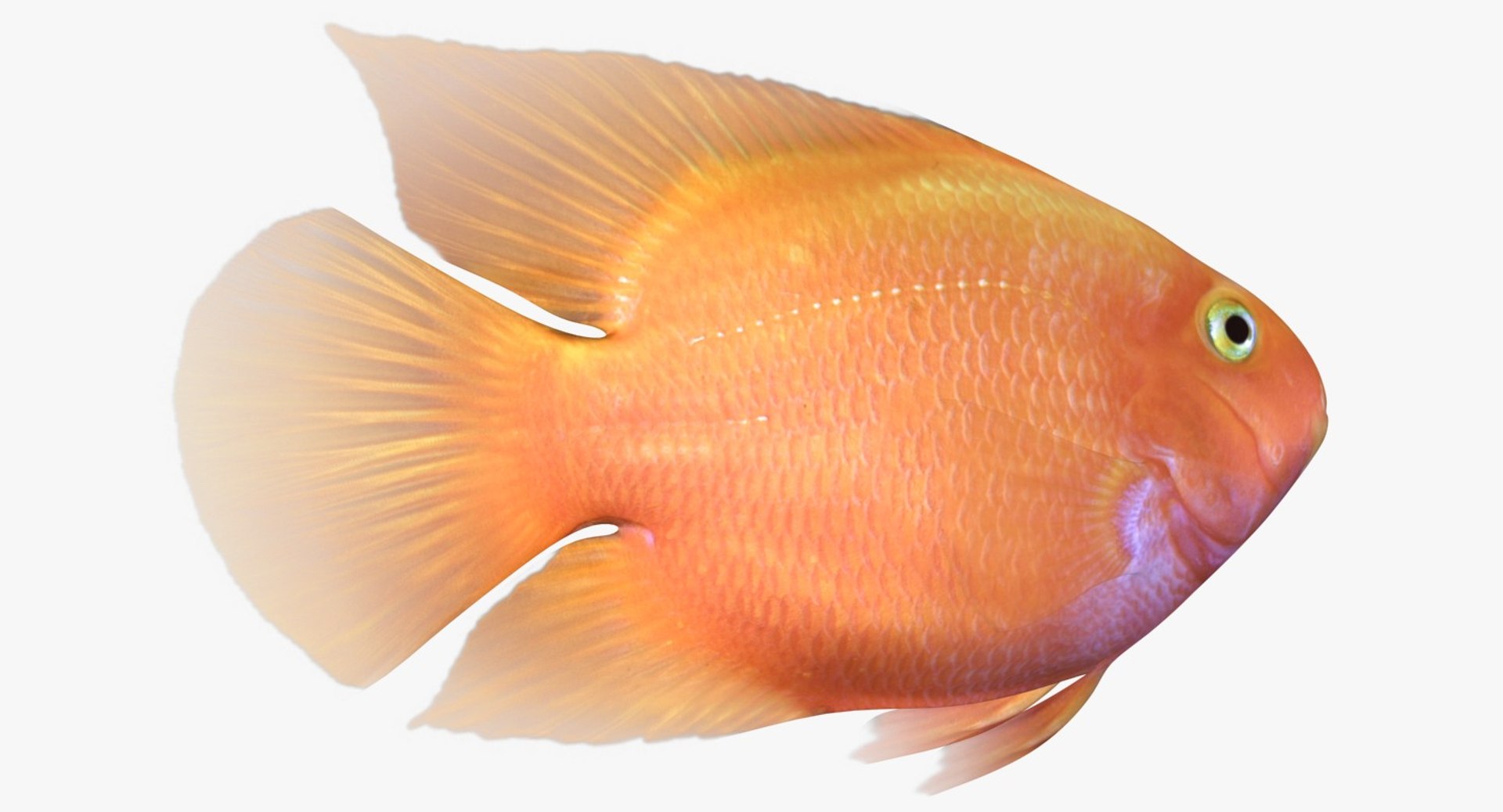 blood parrot cichlid scanline 3d model https://p.turbosquid.com/ts-thumb/od/fPJUTf/UuErSKpO/ryukingoldfish_rr07/jpg/1527029454/1920x1080/fit_q87/1fb23398e7ce37b62b6ff83a88c9f47a24837cc1/ryukingoldfish_rr07.jpg