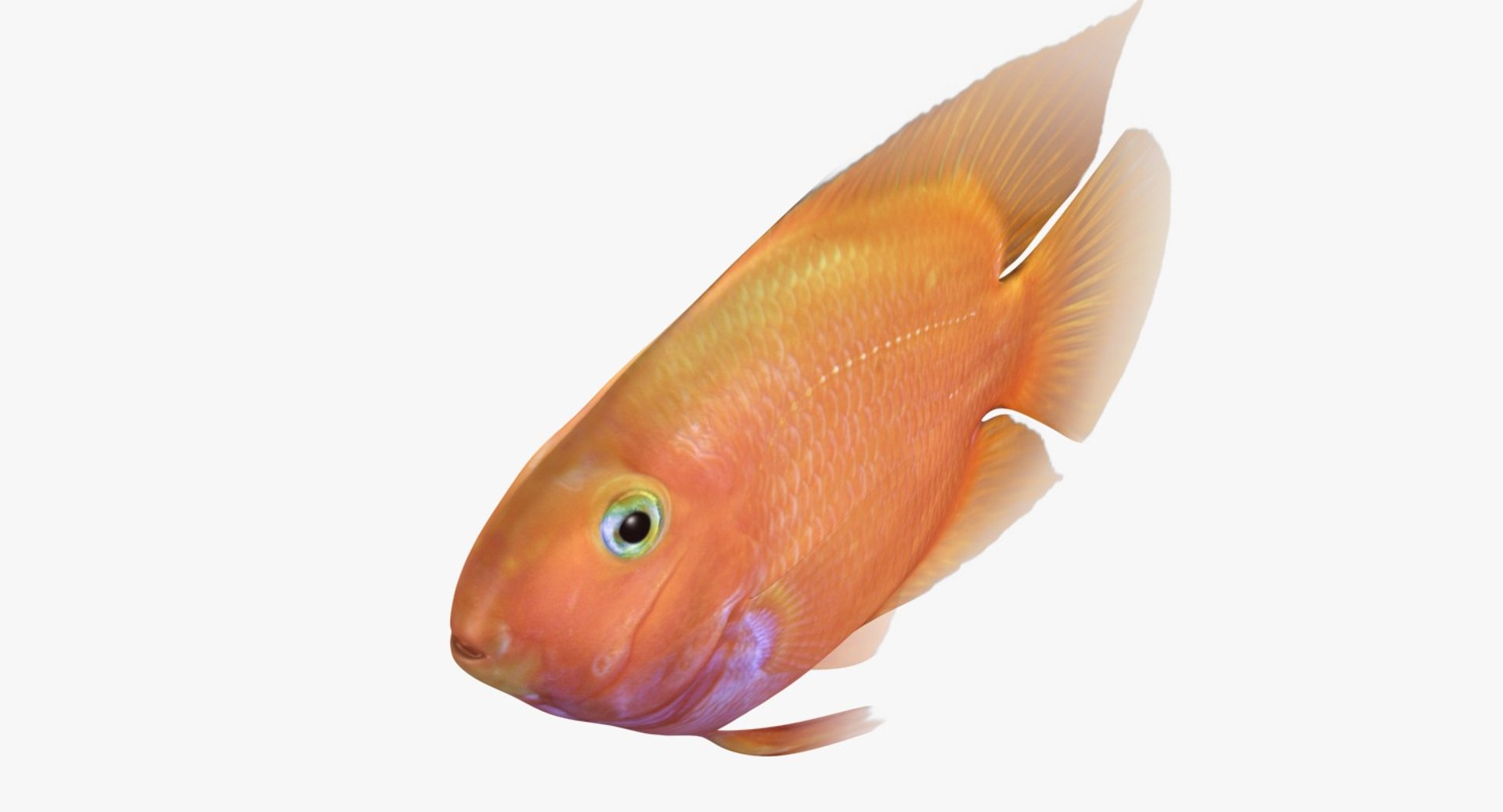 blood parrot cichlid scanline 3d model https://p.turbosquid.com/ts-thumb/od/fPJUTf/XXKyGtik/ryukingoldfish_rr05/jpg/1527029454/1920x1080/fit_q87/56aa71bd8ee0a5e848ae33636f06ea51d61bd994/ryukingoldfish_rr05.jpg