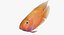 Blood Parrot Cichlid