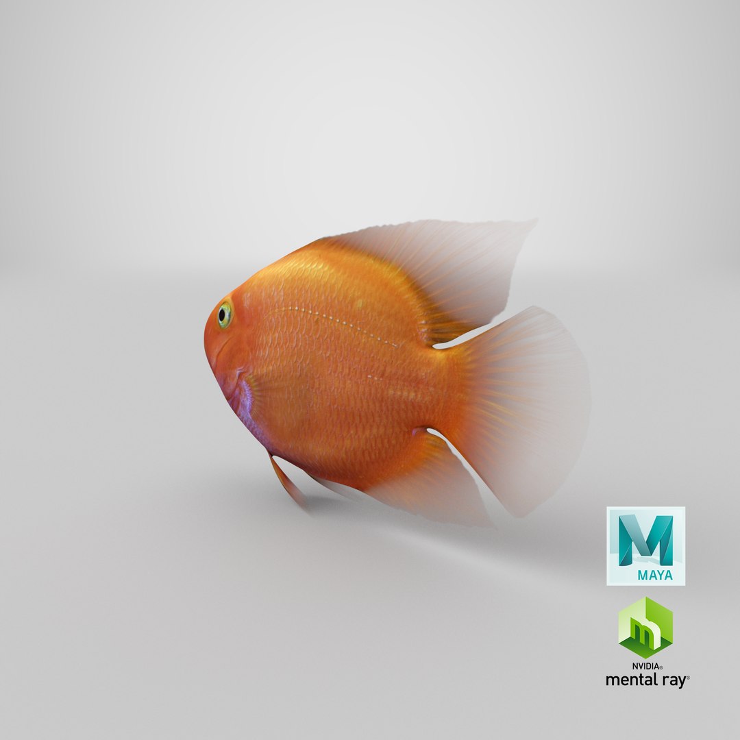 blood parrot cichlid scanline 3d model https://p.turbosquid.com/ts-thumb/od/fPJUTf/YA6RzZtX/stemcell_maya_mental_ray_render/png/1546907481/1920x1080/fit_q87/87772d3de1a6e79e1954a9660a07b6b0e9a16254/stemcell_maya_mental_ray_render.jpg