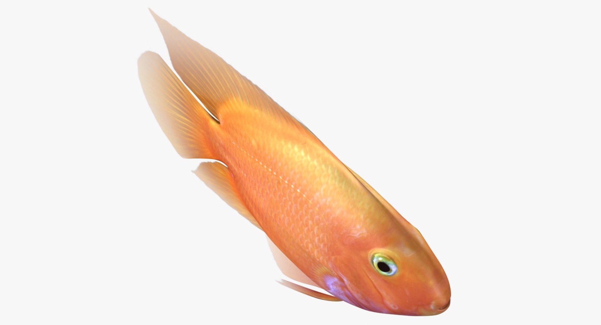 blood parrot cichlid scanline 3d model https://p.turbosquid.com/ts-thumb/od/fPJUTf/YAYhH9Zq/ryukingoldfish_rr02/jpg/1527029453/1920x1080/fit_q87/179938da3386b62a59eb8436ff0d83fa8573a98c/ryukingoldfish_rr02.jpg