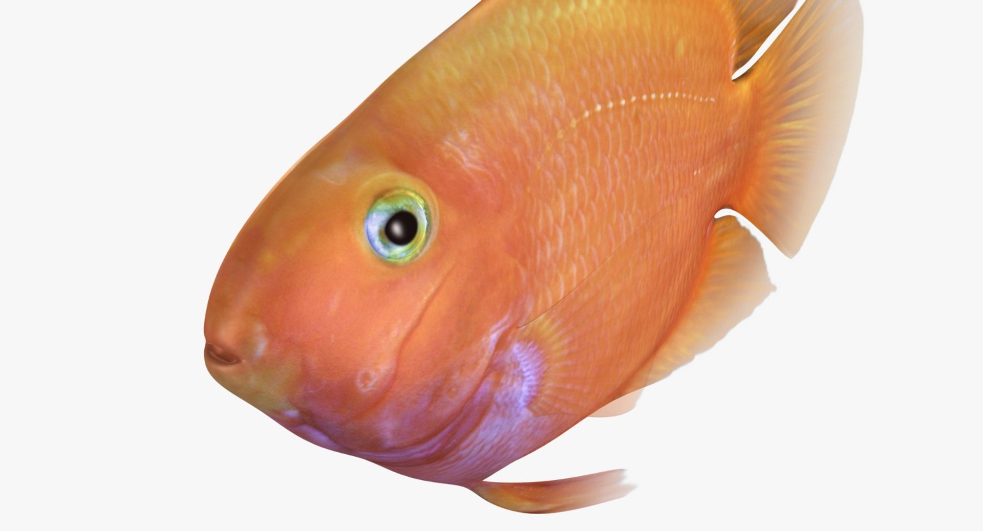 blood parrot cichlid scanline 3d model https://p.turbosquid.com/ts-thumb/od/fPJUTf/YwP8GxDi/ryukingoldfish_rr15/jpg/1527029454/1920x1080/fit_q87/8fae7b4566369a29966d7eff73d34a8b21394f15/ryukingoldfish_rr15.jpg