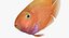 Blood Parrot Cichlid